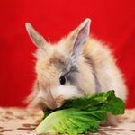 Profile Picture of James Davis (@rochetteycvictoria) on Instagram