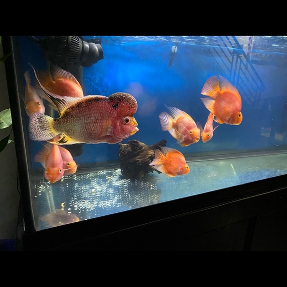 Profile Picture of Ruby Zhang (@lovepeace2010) on Poshmark