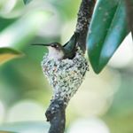 Nancy O'Connor - Instagram Profile Picture of Nancy O'Connor (@nancyoc123) on Instagram