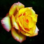 Profile Picture of Nancy James (@james.nancy) on Instagram