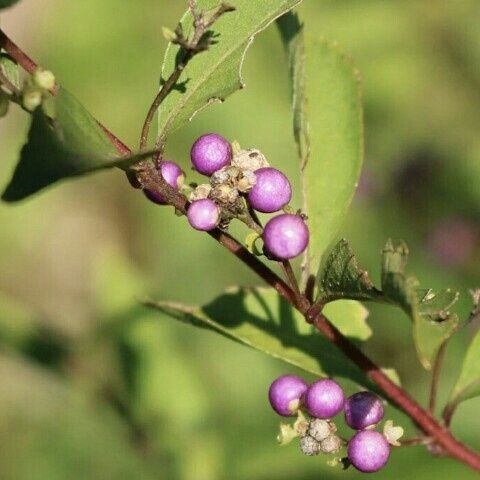 Profile Picture of Eileen.Walls (@eileenwallsnftrhs) on Tiktok