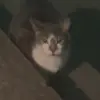 Profile Picture of alyssa (@tw.urdad.spammm) on Tiktok