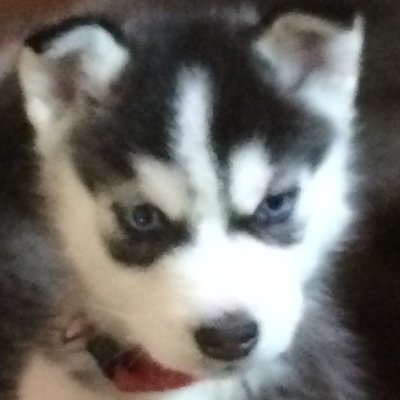 Profile Picture of Merlin C (@merlin_campbell) on Twitter