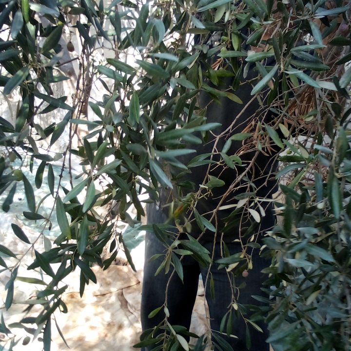 Profile Picture of Jamal Bataineh532 (@jamalbataine) on Tiktok