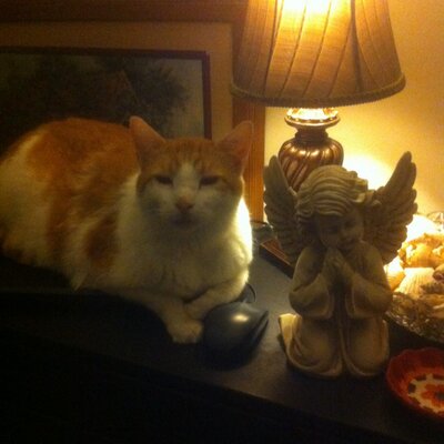 Profile Picture of Joyce McBride (@joycemcb2014) on Twitter