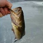 Profile Picture of Nick Pease (@nicholaspease) on Instagram