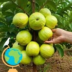 Profile Picture of Gori Joseph (@Gori-Joseph) on Facebook