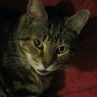 Profile Picture of David Shafer (@david-shafer-13) on Quora