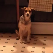 Profile Picture of Adam Conover (@conover24) on Youtube