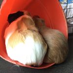 Renée’s Amazing Guinea Pigs!!! - Instagram Profile Picture of Renée’s Amazing Guinea Pigs!!! (@guineapigs_2114) on Instagram