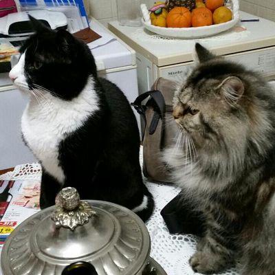 Profile Picture of Jose Grilo (@josegrilo2015) on Twitter