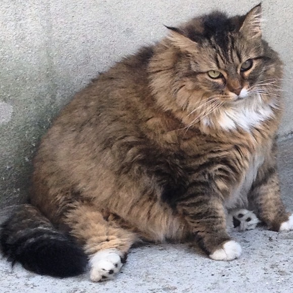 Profile Picture of Gabi Connelly (@hanslik) on Poshmark