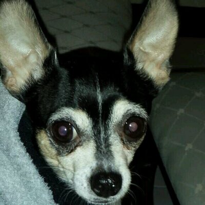 Profile Picture of Sandy Reyna (@Sandyreyna1Sr) on Twitter