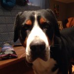 Andrew Worthington - Instagram Profile Picture of Andrew Worthington (@andrewjpowslayer) on Instagram