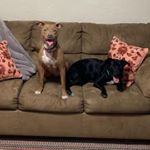 Profile Picture of Honey And Finny (@twodogsonacouch) on Instagram