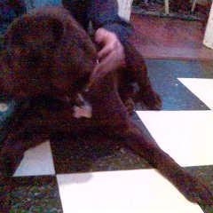 Profile Picture of Adam Brody Kaggia (@leahsdog) on Myspace