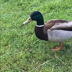 Profile Picture of Samuel Goodall (@skg457) on Instagram