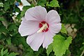 Profile Picture of Hibiscus syriacuson Wikipedia