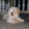 Profile Picture of priyanka venkatesh (@31938890177) on Tiktok