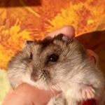 Profile Picture of Jared Santos (@jared_o_grande) on Instagram