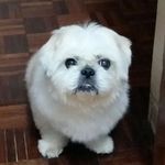 Profile Picture of Holly Chow (@holly81773) on Instagram