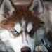 Profile Picture of Huskey Rose (@huskey.rose) on Facebook