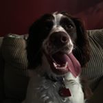 Profile Picture of sadie sue olson 🐶 (@sadiesue4u) on Instagram