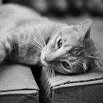 Profile Picture of Claudia Wong (@claudiafishu) on Flickr