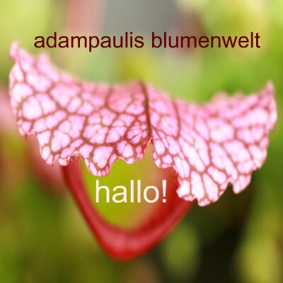 Profile Picture of Paul Adam (@adampauli) on Twitter
