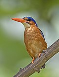 Profile Picture of São Tomé kingfisheron Wikipedia