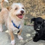 Profile Picture of Chester & Dexter ✪ (@chesndex) on Instagram