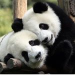 Profile Picture of Tia Baldwin (@tealeaf0308) on Instagram