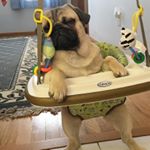 Profile Picture of Julia Burgers (@puggies_are_cute) on Instagram