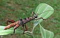 Profile Picture of Theramenes (insect)on Wikipedia
