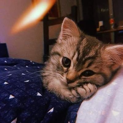 Profile Picture of Iman Saad💫♥️ (@Imansaa74404336) on Twitter