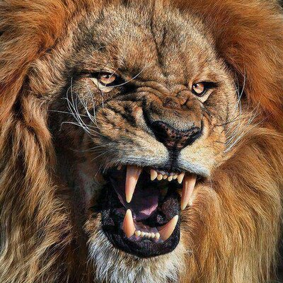 Profile Picture of Mahmoud (@Mahmoud3Megahed) on Twitter