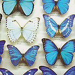 Yvonne Cooper - Flickr Profile Picture of Yvonne Cooper (@floridagirl46) on Flickr