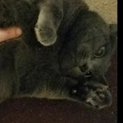 Profile Picture of Mike Rinehart (@01249mike) on Youtube