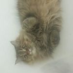 Profile Picture of Nettles Konrad Richards (@nettlethecat) on Instagram