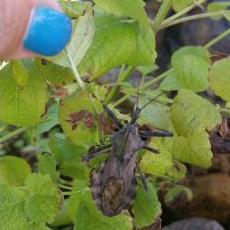 Profile Picture of Tammy Rapp DaRocha (@tammyrapp42) on Twitter