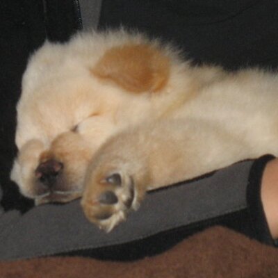 Profile Picture of Lora Cox (@loracox) on Twitter