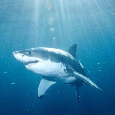 Steve Marsh - Twitter Profile Picture of Steve Marsh (@@punt32) on Twitter