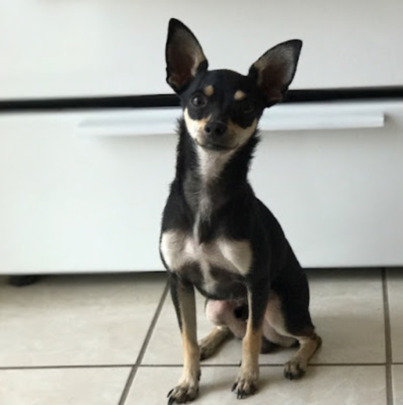 Profile Picture of Azeneth Oyervides (@rokergirl51) on Poshmark