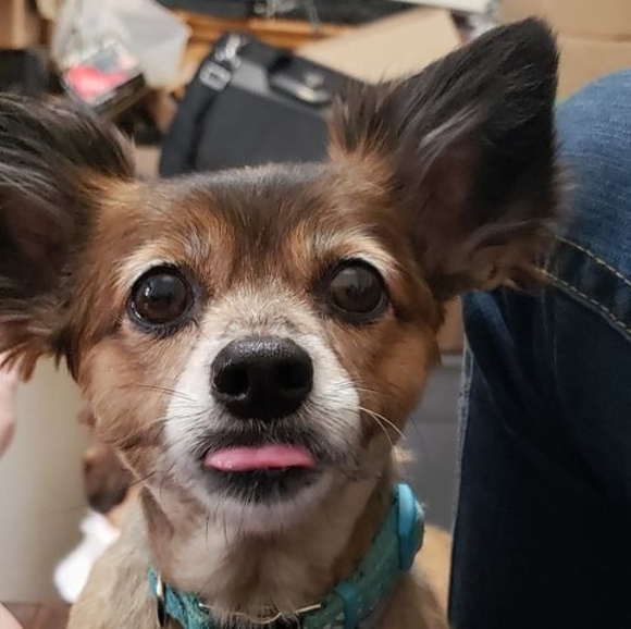 Profile Picture of Tara Hohlfeld (@tara41570) on Poshmark