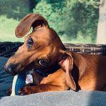 Profile Picture of Barney Wheeler (@barneydogwheeler) on Instagram