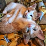 Profile Picture of Brett and Teddy (@orange_white_hemingway_toes) on Instagram