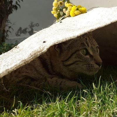 Profile Picture of Rajveer Kaur (@aarviesra) on Twitter