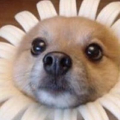 Profile Picture of Andy Abarca (@AndyAbarca10) on Twitter