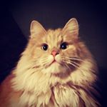 Profile Picture of Gullik Gullestad (@fjellkattengullik) on Instagram