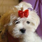 Profile Picture of lisa.tkachenko (@lisa.tkachenko) on Instagram